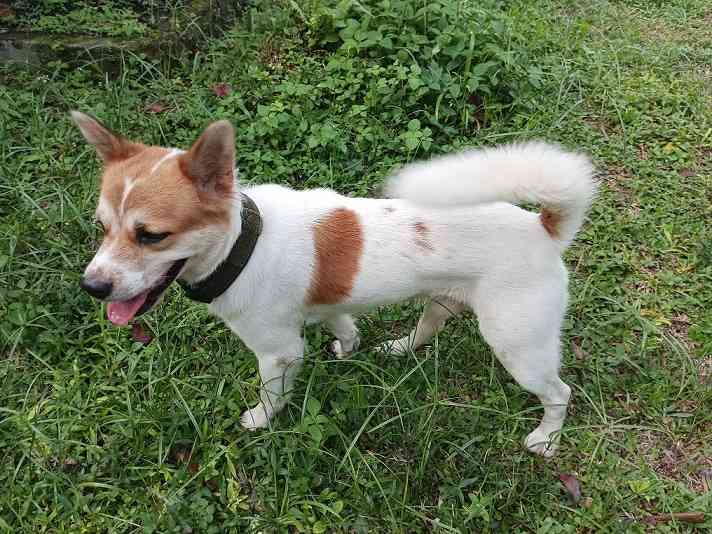 Informasi Tentang Anjing Kampung Tak Sebanyak Anjing Ras - Kompasiana.com