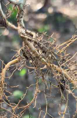 Pongamia Pinnata Tree Roots Peranan Mikoriza Mycovir di Pongamia pinnata Halaman 1 - Kompasiana.com