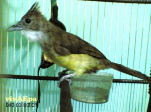 31+ Burung jenggot jawa terupdate