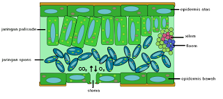 Epidermis Kompasiana Com