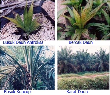 Beberapa Penyakit Pada Daun Kelapa Sawit Kompasiana Com