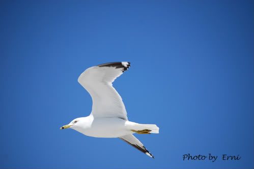 Camar Kompasiana Com