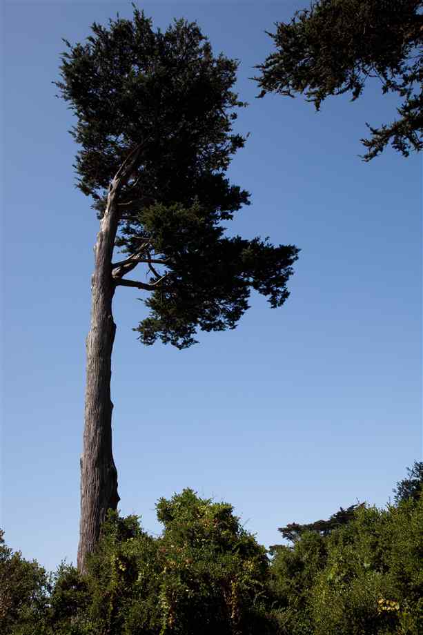 pohon tinggi dan angin