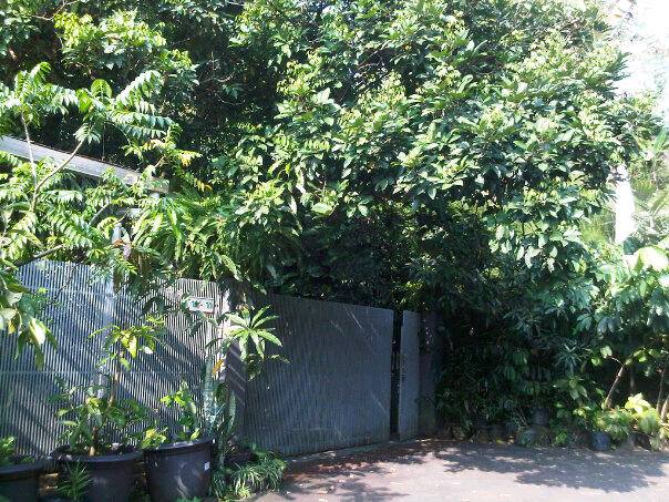 Halaman Rumah  yang Kecil  Bisa Jadi Hutan  Kecil   Halaman Rumah  yang Kecil  Bisa Jadi Hutan  Kecil