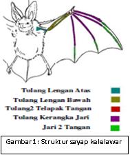 Menguak Rahasia Kelelawar - Kompasiana.com