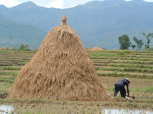 Potensi Biomassa Menjadi Bioetanol Bahan Bakar Alternatif Potensi Biomassa Menjadi Bioetanol Bahan Bakar Alternatif