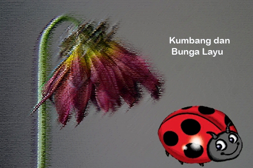 Menakjubkan 22 Gambar  Bunga  Yang Sudah Layu  Koleksi  Menakjubkan 22 Gambar  Bunga  Yang Sudah Layu  Koleksi