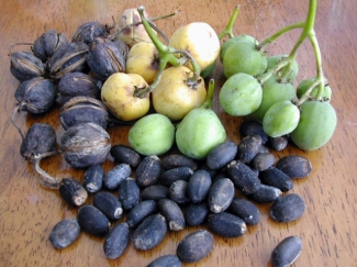 Biji Hitam Si Penghemat Energi Halaman 1 Kompasiana Com Biji Hitam Si Penghemat Energi Halaman 1 Kompasiana Com