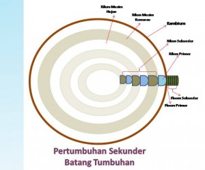 Mengukur Usia dengan Lingkaran Tahun Kompasiana com Mengukur Usia dengan Lingkaran Tahun Kompasiana com
