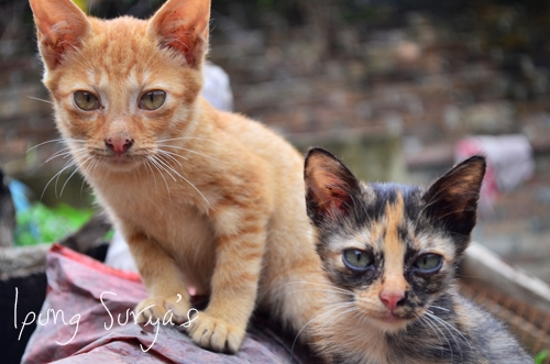 Menjinakkan Kucing Liar Kompasiana Com