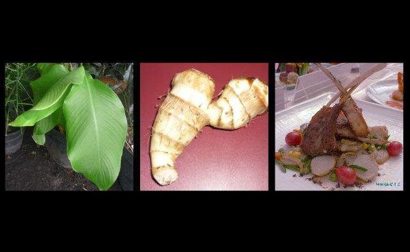 85+ Gambar Bunga Ganyong Paling Cantik 85+ Gambar Bunga Ganyong Paling Cantik