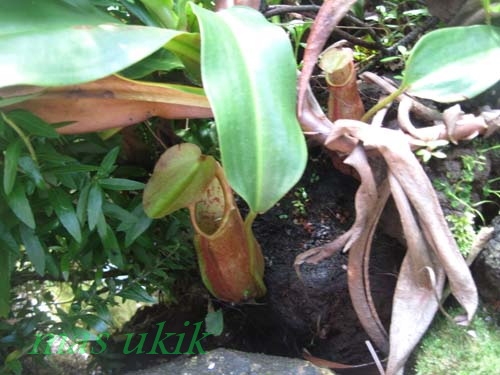 Gambar Kantong Semar Raksasa Mampu Memangsa Tikus Sains Gambar Kantong Semar Raksasa Mampu Memangsa Tikus Sains