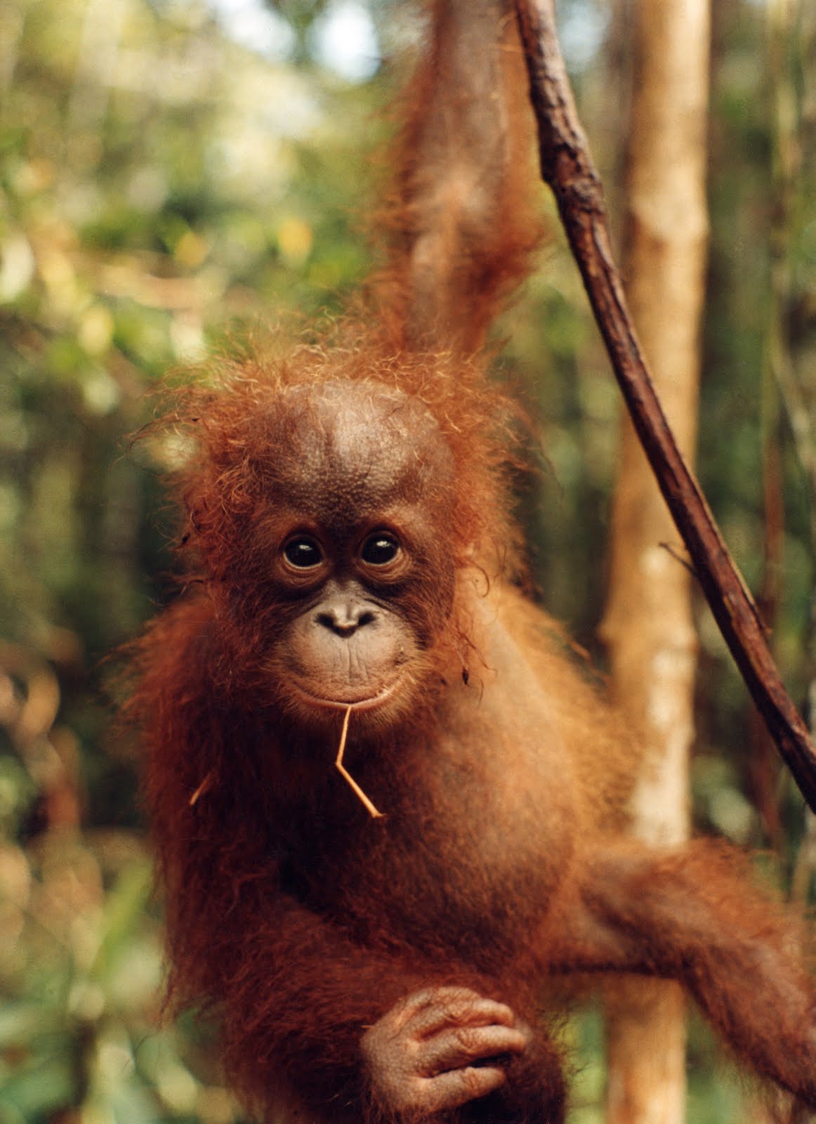 Kumpulan Gambar  Sketsa Orang  Hutan  Aliransket