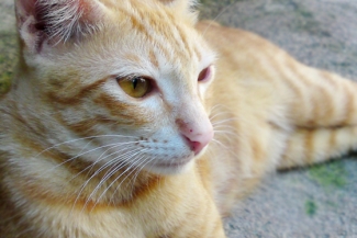 Bagaimana Isi Hatimu Kucingku Cara Kucing Berbicara Kompasiana Com