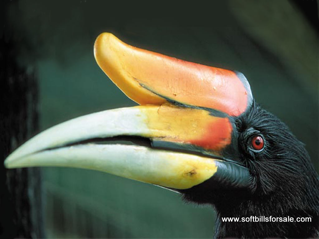 Mengenal Burung Enggang Khas Kalimantan oleh Rothua Mengenal Burung Enggang Khas Kalimantan oleh Rothua