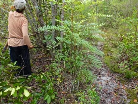 Pasak Bumi Heboh di Luar Tapi Dicuekin Orang Lokal Pasak Bumi Heboh di Luar Tapi Dicuekin Orang Lokal