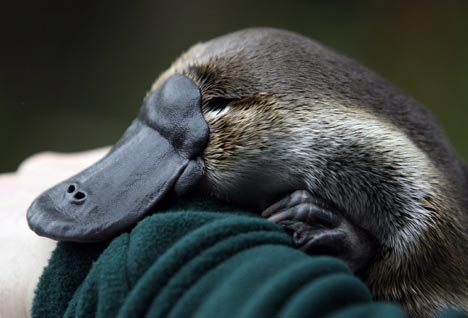 Salah Satu Keanehan Dunia Fauna Platypus Hewan Mamalia Salah Satu Keanehan Dunia Fauna Platypus Hewan Mamalia