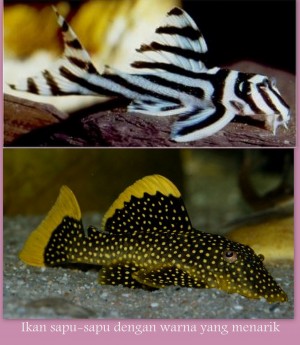 ikan sapu-sapu pembersih alami aquarium - kompasiana