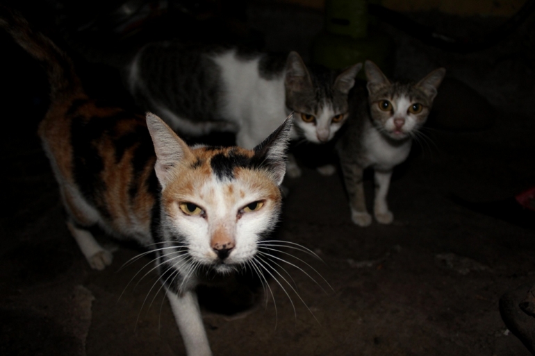 Kucing Kampung Juga Memesona Kompasiana Com Kucing Kampung Juga Memesona Kompasiana Com