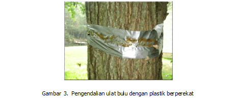 Ulat Bulu Serangga Hama Yang Mudah Dikendalikan Kompasiana Com