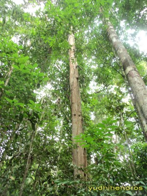 Kayu Ulin Sang Primadona yang Terancam Punah oleh Yudhi Kayu Ulin Sang Primadona yang Terancam Punah oleh Yudhi