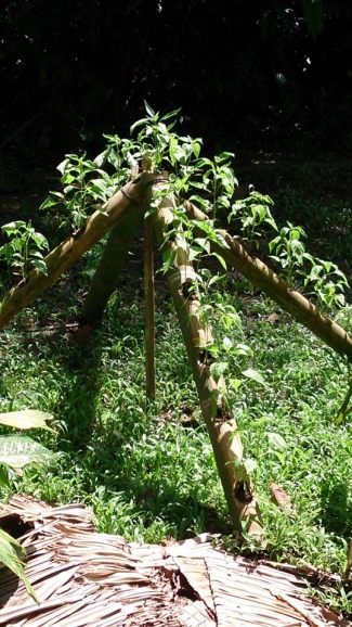 Bambu Alternatif Pengganti Polybag Bertanam Ramah Lingkungan