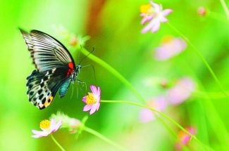 Belajar dari Kupu - Kupu.... - Kompasiana.com