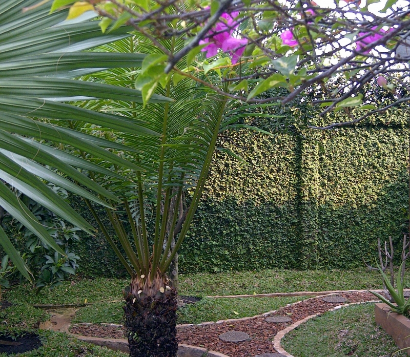 Inilah Gambar Tanaman Dolar Rambat yang Wajib Diketahui - Informasi ...