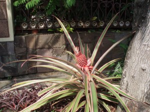 Walau Termasuk Tanaman Hias Nanas  Merah  tetap berupa Buah  Walau Termasuk Tanaman Hias Nanas  Merah  tetap berupa Buah