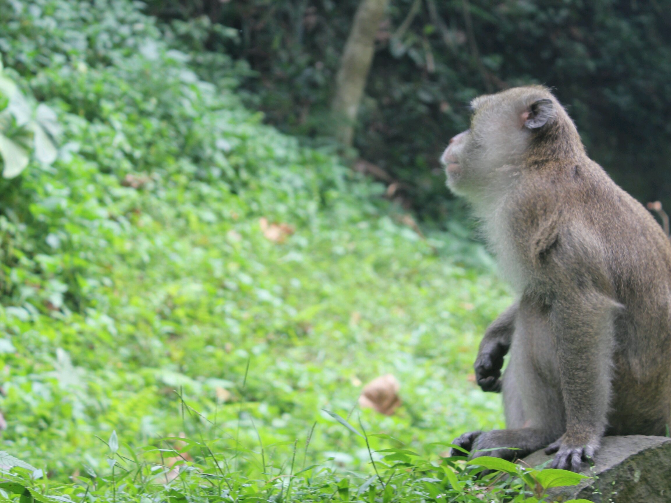 Unduh 64 Gambar Monyet Jatuh Cinta Paling Bagus Gratis