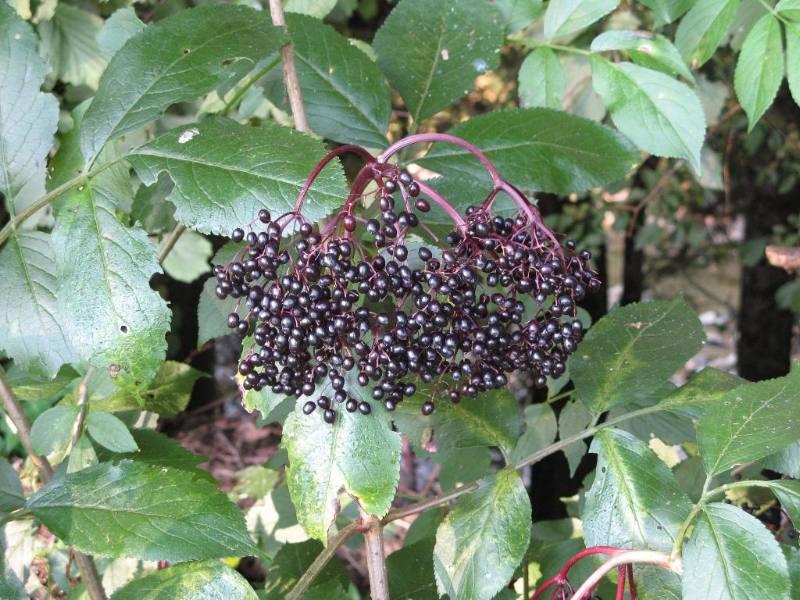 Sangitan Holunder Elderberry Mitos Dan Manfaatnya Kompasiana Com