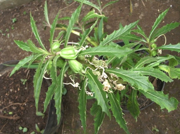 Kitolod  Tanaman Pinggiran Berkhasiat Kompasiana com  Kitolod  Tanaman Pinggiran Berkhasiat Kompasiana com