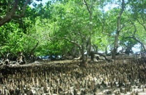 Akar Napas Kehidupan Tanjung Tiram Kompasiana Com