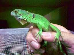 11+ Hewan iguana kecil info