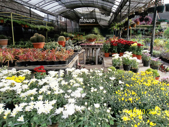 Belajar Berkebun di Sentra Bunga Sidomulyo oleh Mawan Belajar Berkebun di Sentra Bunga Sidomulyo oleh Mawan