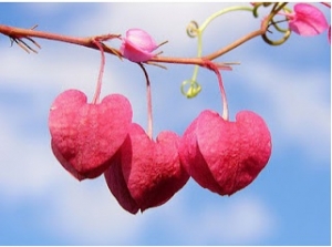 Cinta Segi Tiga Jika Hati Harus Memilih Halaman All