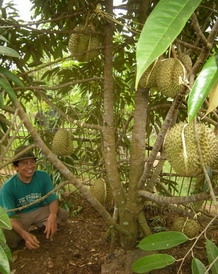 87 Gambar Okulasi Durian Paling Keren 87 Gambar Okulasi Durian Paling Keren