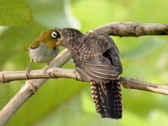 Burung Kedasih Tidak Tahu Balas Budi Kompasiana Com