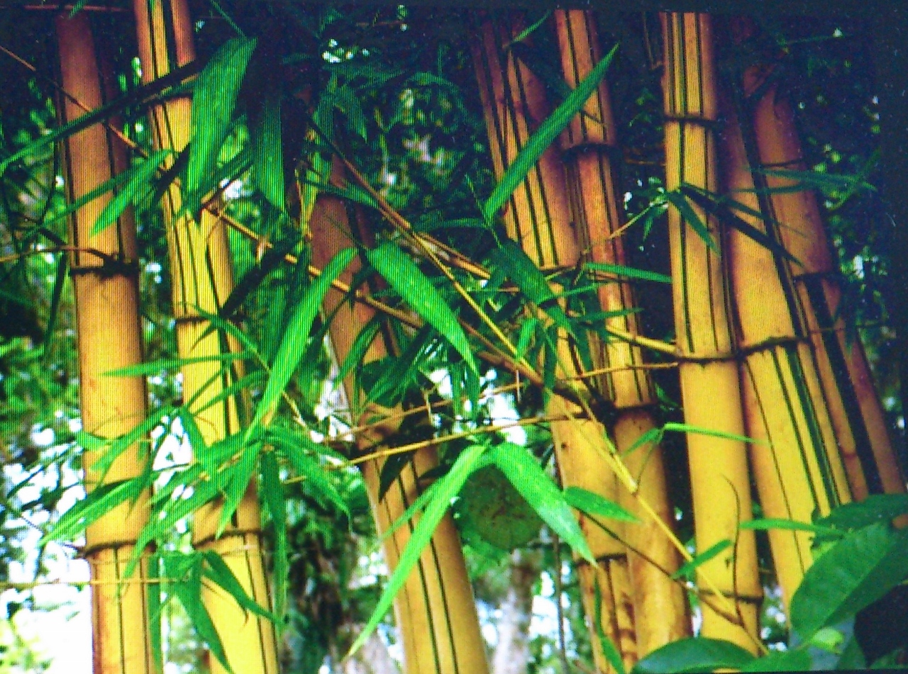 26 Lukisan Bambu  Kuning  Di Dinding Rudi Gambar
