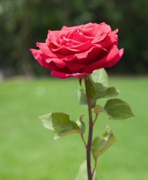 Antara Bunga Mawar dan Edelweis oleh Ahmad Amrullah Antara Bunga Mawar dan Edelweis oleh Ahmad Amrullah