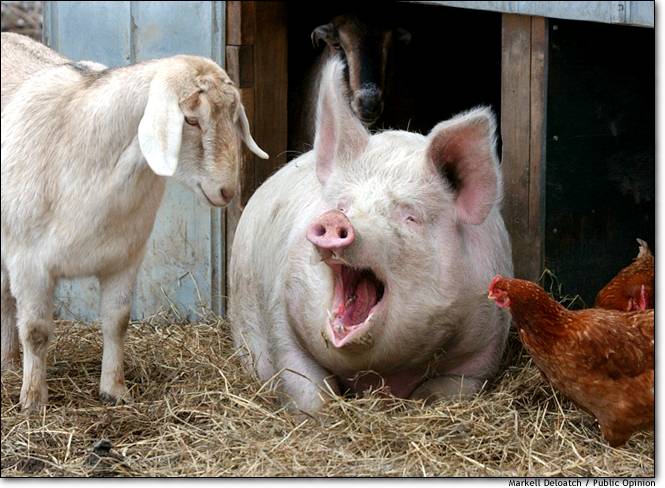Shio Babi dan Kambing