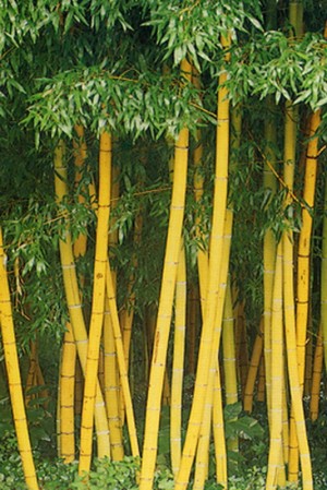 Tanaman Hias Bambu Yang Cantik Kompasiana Com