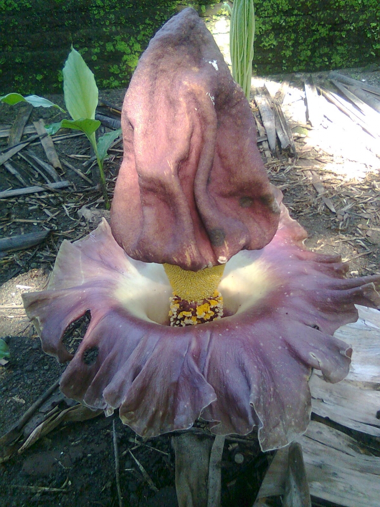 Gambar Bunga Bangkai Kecil  Gambar  Bunga   Gambar Bunga Bangkai Kecil  Gambar  Bunga