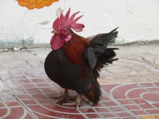 Bantam Kata Indonesia Yang Mendunia Kompasiana Com