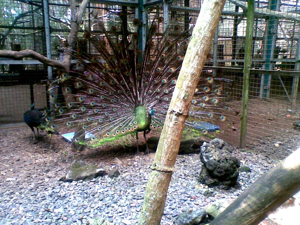 Si Cantik Di Kebun Binatang Ragunan Jakarta Halaman All