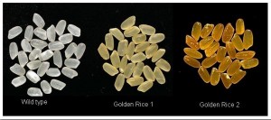 Transgenik Sebagai Solusi Tetapi Masih Dicurigai Kompasiana Com