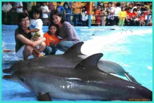 On Sunday Funtastic Dolphin Show Kompasiana Com