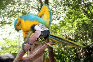 Mendampingi Anak Anak Melihat Burung Macaw Kompasiana Com
