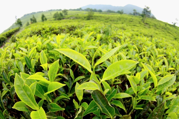 Teh Satu Kata Sejuta Rasa Kompasiana Com