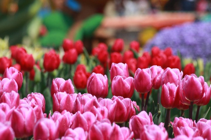 Hasil gambar untuk festival bunga tulip